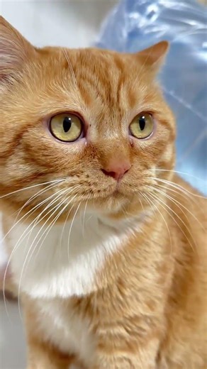 Crying Over Anxiety? Watch This Cat's Drink Adventure! Cats Drink Alcohol The Cat