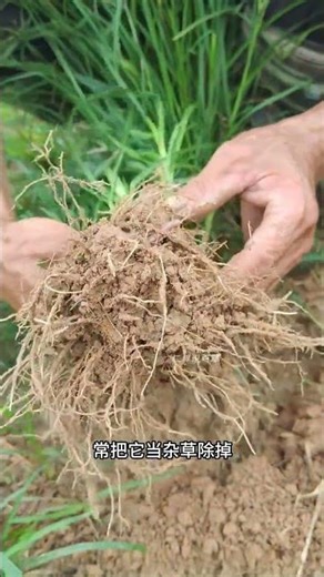 Don't mistake goosegrass for a weed and hoe it away! Experienced old folks often dig it up and ta...
