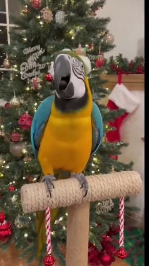 Merry Christmas from the Funniest Parrot on the Tree! 2 🎅🦜 #parrot #christmas #funny #christmaswish