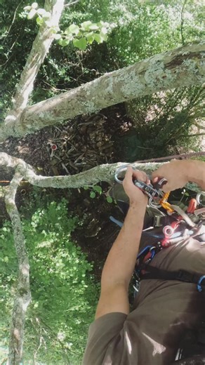 Adam Perry on Instagram: "I have been enjoying the akimbo 2 recently. I like this method to come back through a redirect while keeping my weight in the rope . Using a camp turbo lock and petzl adjust . #climbing #treeclimb #climb #ropeaccess"