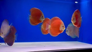 Watching our stunning 5-5.5” red cover and maze turquoise in the shop today ❤️💙 Goldenstatediscus.com Or Text/call Lynda @ 916-257-5334 #discusfishofinstagram #discusaquarium #discusfish #discusfishtank #goldenstatediscus ##discusforsale #fishkeepinghobby #discusaddict #cichlid #discusworld #discusfishes #discushobby #discusmania #discushobbyist #fishtank #aqualifeaquarium | Golden State Discus