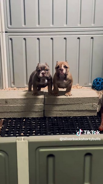These Shorty Bull puppies will be leaving the nest soon 🥹 #shortybull #bulldog #puppy #bullybreeds