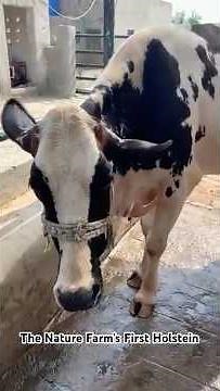 🌿 The Nature Farm’s First Holstein | A New Beginning 🐄✨ #cow #dairy #shorts #youtubeshorts