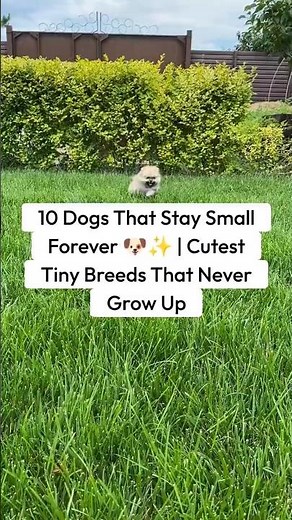 10 Dogs That Stay Small Forever 🐶✨ | Cutest Tiny Breeds That Never Grow Up