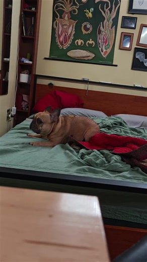 his morning ritual is just to be annoying first thing in the morning #frenchbulldog #frenchie #dogsoftiktok #funnydog #morningroutine