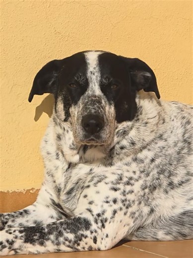 Hoy Max tuvo visitas🥰 Sus tías queridas vinieron a darle mimitos ánimos y fuerzas, mañana será un día duro❤️‍🩹❤️‍🩹🙏 Pero vamos a superar esto💪✨️🐾 #Fuckcancer #osteosarcoma #fyp #amorperruno #fyp