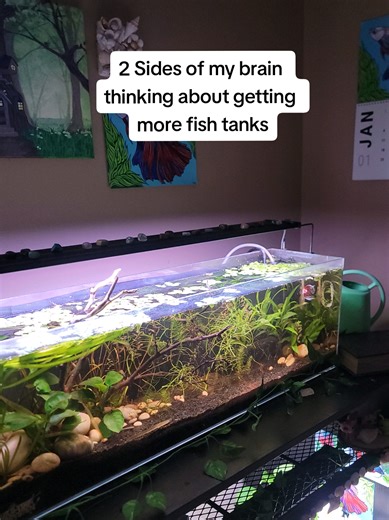 Setting Up Multiple Fish Tanks: My Aquatic Adventure