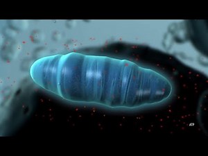 Introduction to Cellular Respiration