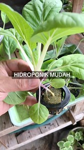 Menanam Sayur Hidroponik Saya kongsikan cara saya menanam sayur secara hidroponik mudah/ringkas. Saya menggunakan besen kecil, netpot dan span cuci kereta. Baja AB sebagai sumber nutrisi. Apa yang penting, kita kena faham konsep tanam seperti ini selain cahaya matahari yang cukup. #sayurhidroponik #hidroponik | Nacqris Backyard Garden