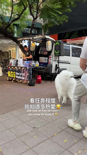 Milo 的美食地圖plus one get! #薩摩耶 #狗狗 #大型犬 #dog #samoyed | dog