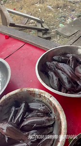 WATCH | ONE OF THE LARGEST FRESH WATER FISH IS SOLD DAILY AT THE SKELDON MARKET | Action News Guyana