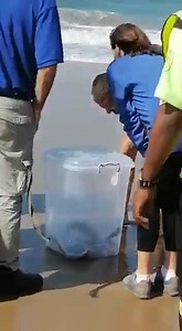 35K views · 133 reactions | One of Africa’s deadliest reptiles! 2.47m Black Mamba having a bodysurf on #Durban main beach yesterday! The Mamba was successfully caught and is recovering at UShaka. #whatsondurban | What's on Durban | Facebook