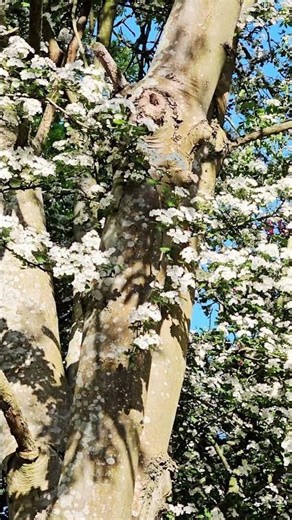 Hawthorn tree (white), Barnet, London, May 2025
