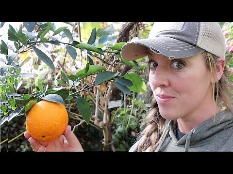 I Learned How to Grow ORANGES in the SNOW from a 89-Year Old Man!