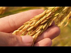 Benefits of Genetic Modification in Agriculture and the Environment