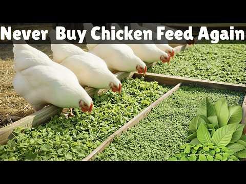 5 Free Plants That Replace Chicken Feed and Grow Forever (Why did They Hide It?!)