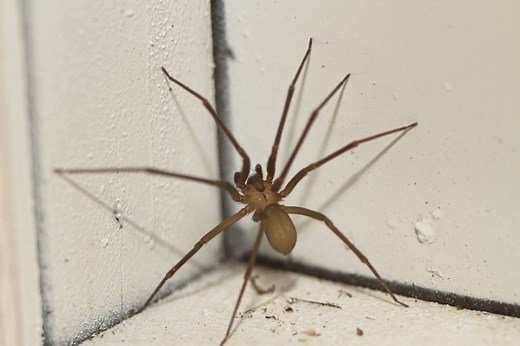 10 Signs You’ve Been Bit by a Spider (Sorry, It’s Not Spidey Senses)
