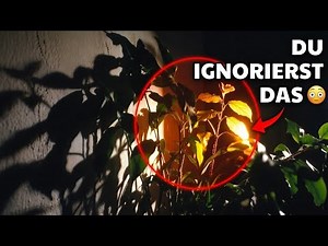 Du siehst diese Pflanzen jeden Tag... aber kennst ihre Wirkung nicht