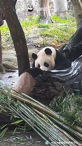 What does the panda baby smell like? Must be with milk fragrance! (Zhang Ka) #HiPanda #CCRCGP #PandaMoment Sweet memories of panda baby and mom, please check out: https://t.hk.uy/bBwP | iPanda