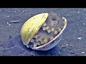 Adorable Baby Octopus Hides Inside Seashell