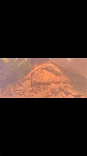 Baby Jeweled Lacerta Growth and Care