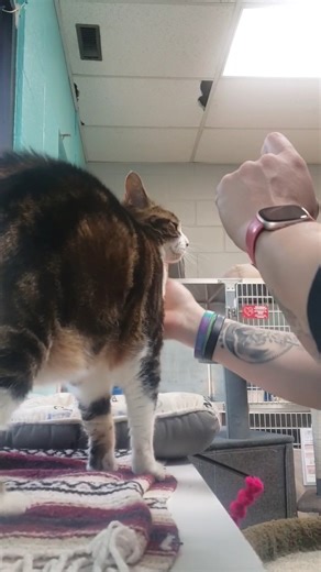 4.4K views · 95 reactions | ✨ Meet Loki — the 8-year-old feline who’s...