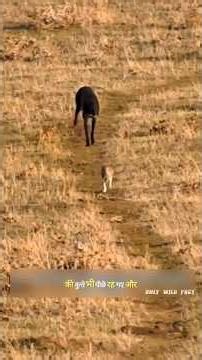 माँ खरगोश पर कुत्तो ने किया हमला | Dogs attack rabbit | #animals #rabbit #wildlife | #shorts