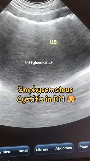 US: Emphysematous cystitis in DM dog 🐶 #veterinarymedicine #veterinarystudy #vetstudent #imagingvet #ultrasonographiccase #Emphysematouscystitis #NittylovelyCat | Nitty LovelyCat.