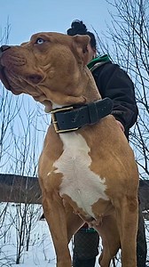 She's incredible 💗😍❤️ #dog #viral #reels | I am the HULK