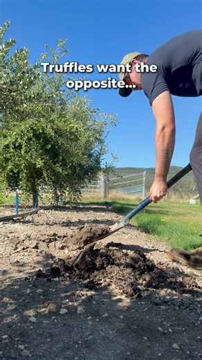 Why Fertiliser Can Kill Truffle Farms