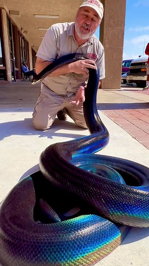 The rainbow is real look at the most famous snake on earth her name is my love and she is a motley golden reticulated python 🐍 #beautiful #rainbow #snake #python