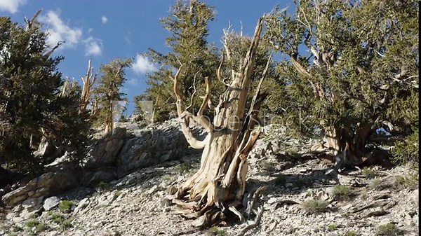 Old dead tree with its roots and trunk at Ancient Bristlecone Pine Forest, California, United States. USA