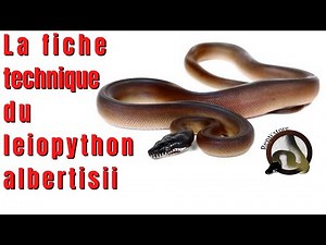 La FICHE TECHNIQUE du LEIOPYTHON ALBERTISII !!! - REPTI'STORE