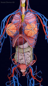 84K views · 1.3K reactions | ♀️ Female Anatomy like you've never seen it before ✨ . . . . #pregnancy #anatomy #pregnant #medicina #doctor #माहवारी #月経 #임신 #妊娠 #gravidez #Childbirth #femalemodel #Female #babyboy #babylove #babygirl #vaginal #uterus #female #ReproductiveSystem #ovaries #vulva #женщины #матка #útero #anatomia #anatomi #anatomía #解剖学 | Smart Doctor Alt | Facebook