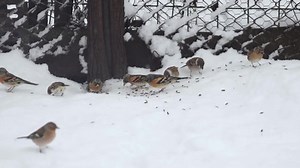 Finch Birds Eating Sunflower Seeds Winter Stock Footage Video (100% Royalty-free) 1043642167 | Shutterstock