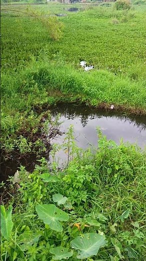 🎧 ASMR Crickets Chirping in a Lush Swamp | Peaceful Nature Night Sounds