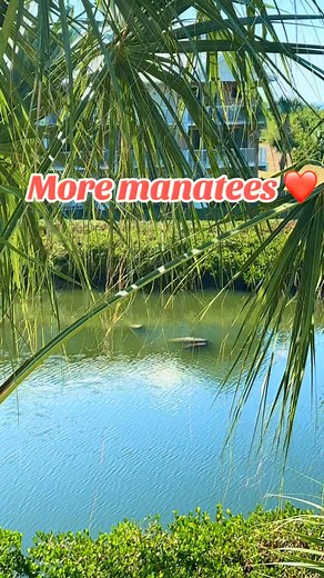 #floridalife #vacationhome #florida #ruskin so nice to watch this peaceful creatures sunbathing 💕 | Erika Budai- Realtor