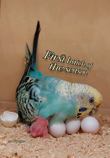 16M views · 245K reactions | First hatch of the season — can you spot the newborn?”  #budgie #budgies #birds #pets #parrots #animals #nature #viral #foryoupage #fyp #ti #nest #watch #بادجى #طيور_الزينة #حيوانات_اليفة #عصافير_استرالى @إشارة | Mo Budgie | Facebook