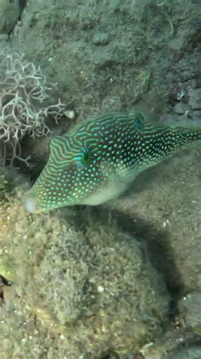 Spotted Sharpnose Pufferfish Perfectly Patterned for Camouflage 🐡🎯🌊