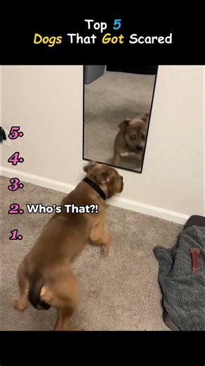 Top 5 Dogs That Got Scared😂