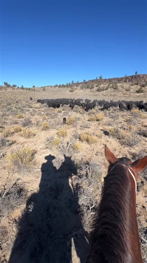 Moving dry cows back to pasture! #sheepdog #cowdog #bordercollie #workingdog #stockdogtrainer | Single Malt Stockdogs | Facebook