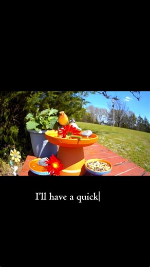 Cardinal Reviews Backyard Fountain: 5 Stars ⭐️