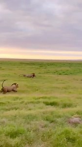 81K views · 947 reactions | Lion chasing a hyena  | Minecraft Club | Facebook