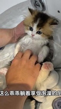 What kind of amazing breed is the Bambino cat?