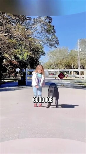 #dogsoftiktok #dogs #k9softiktok #doglover #k9 | Dogs TikTok