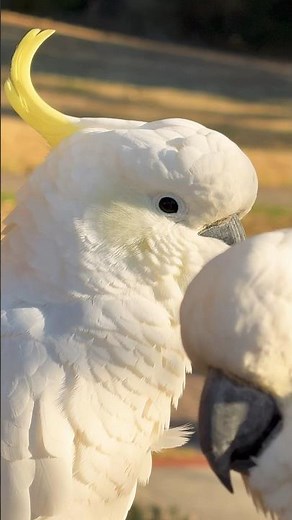 Birdie Num Num Scene - Peter Sellers - The Party! Comment if you know it?