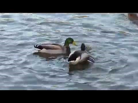 Accouplement canards colverts