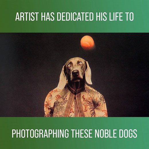 Making money by taking pictures of dogs? Weimaraner is a legendary breed that artist William Wegman made world-famous with his amazing photographs! 🐕👑 Watch more Dogs 101 on discovery : https://bit.ly/3kgJWcc | Love Animals