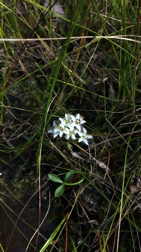 strange lookin flower