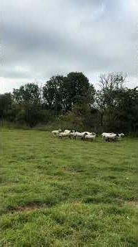 Awesome border collie sheepdogs in action